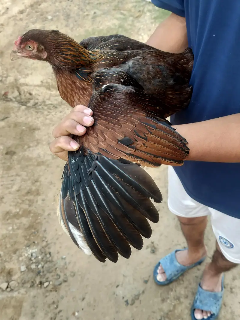 mianwali breed ha — photo 3