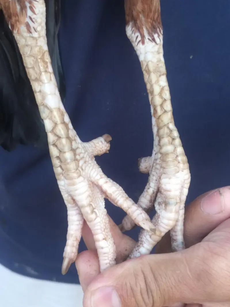mianwali breed ha — photo 4