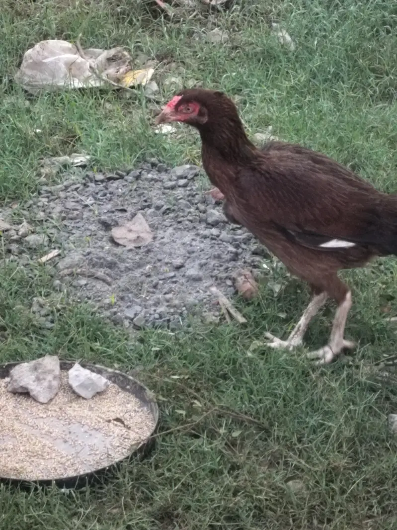 mianwali breed ha — photo 5