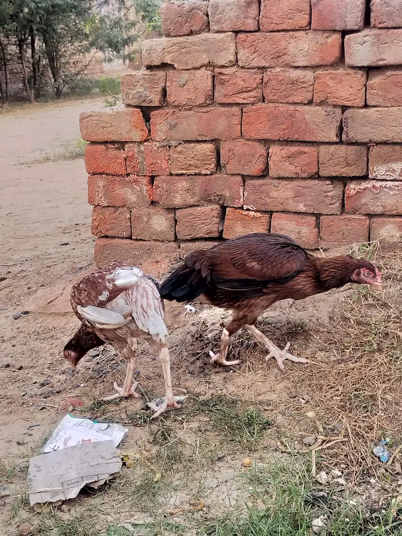 mianwali breed ha — photo 6