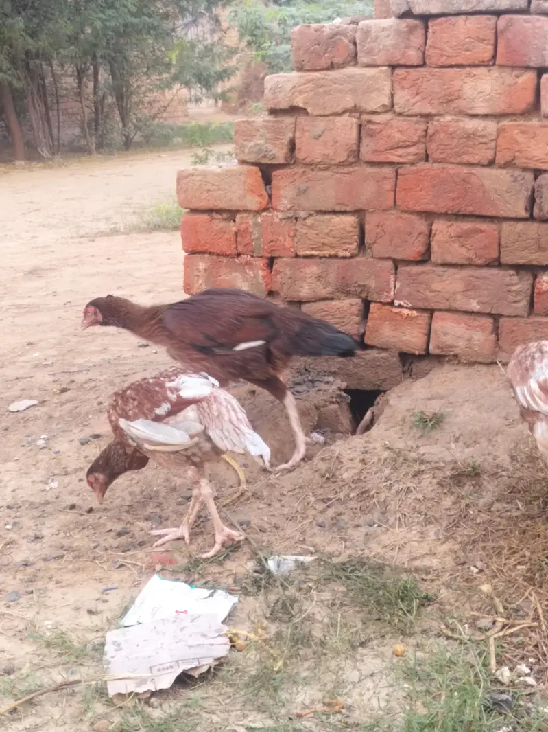 mianwali breed ha — photo 7