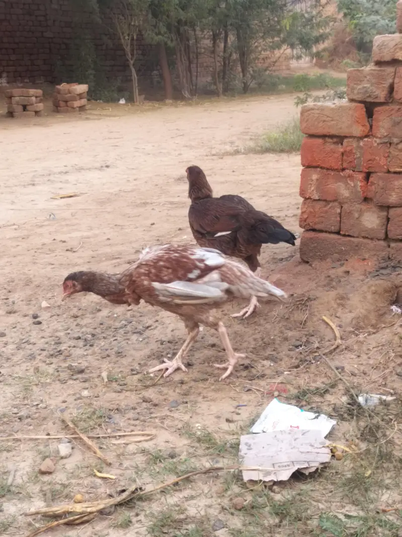 mianwali breed ha — photo 8