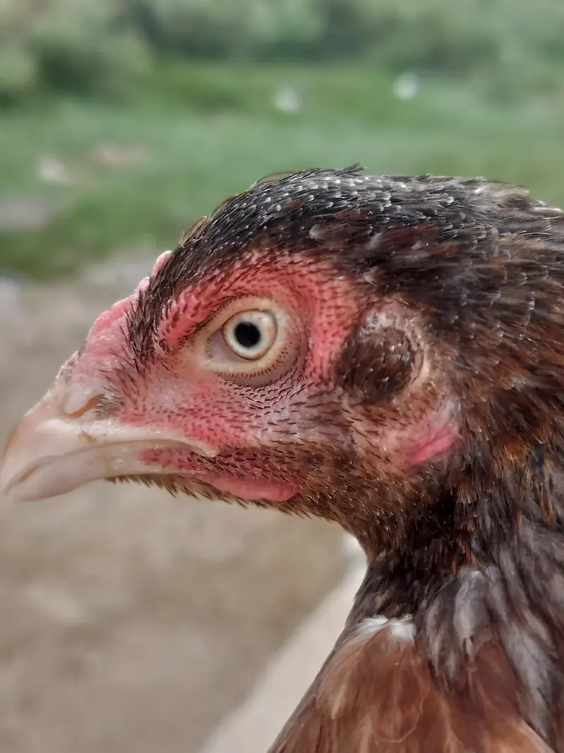 mianwali breed ha — photo 9