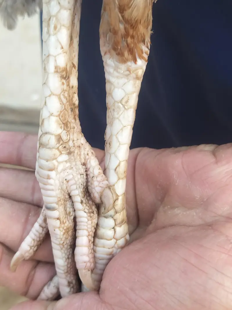mianwali breed ha — photo 10