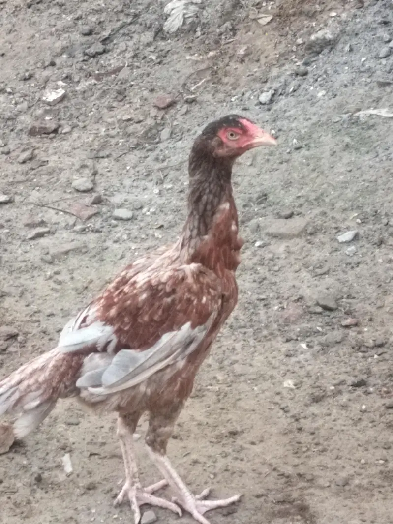 mianwali breed ha — photo 11
