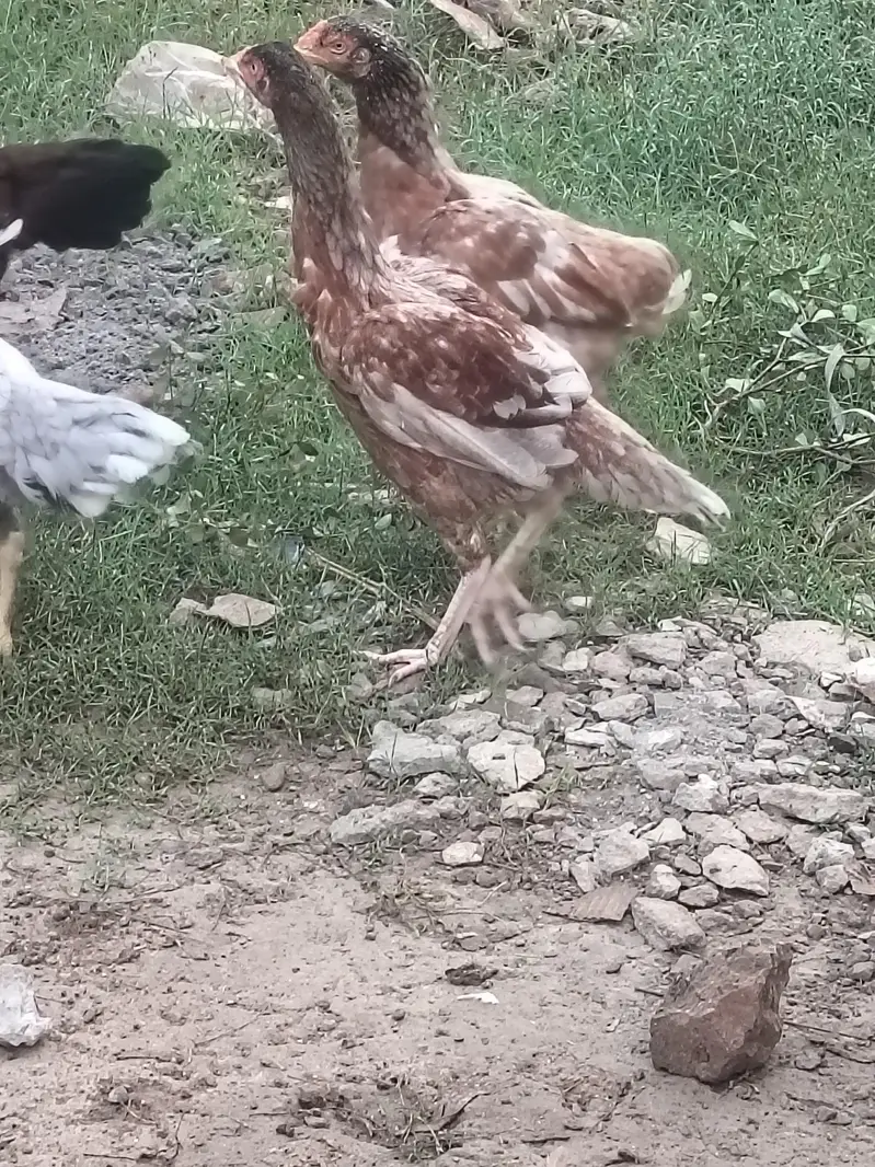 mianwali breed ha — photo 12