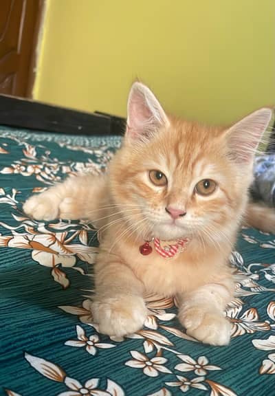 person cat for sale