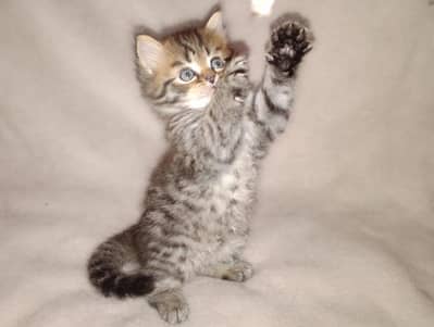 Beautiful cat