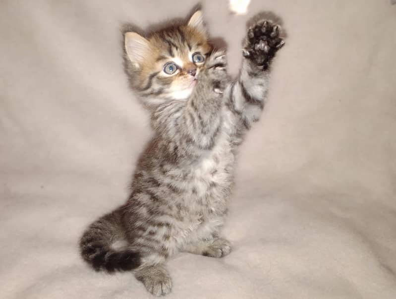 Beautiful cat 0
