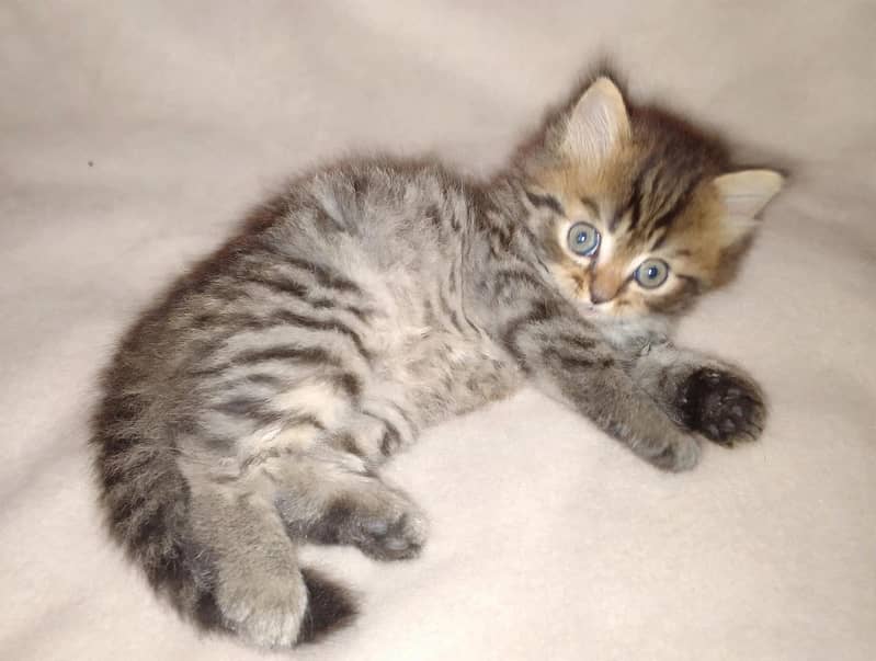 Beautiful cat 1