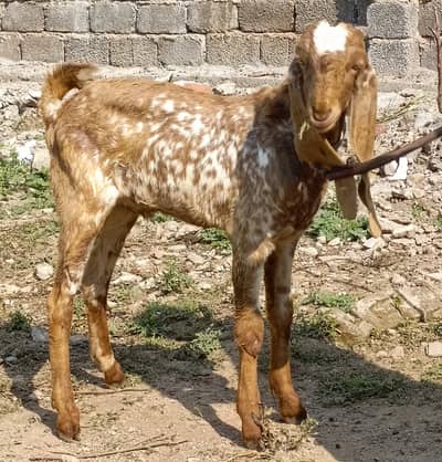 Makhi cheena bakra or Desi Bakri for sale in wah cantt