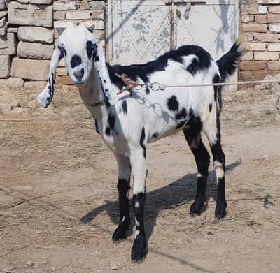 Desi Bakri for sale in wah cantt