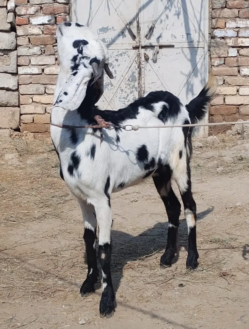 Desi Bakri for sale in wah cantt — photo 2