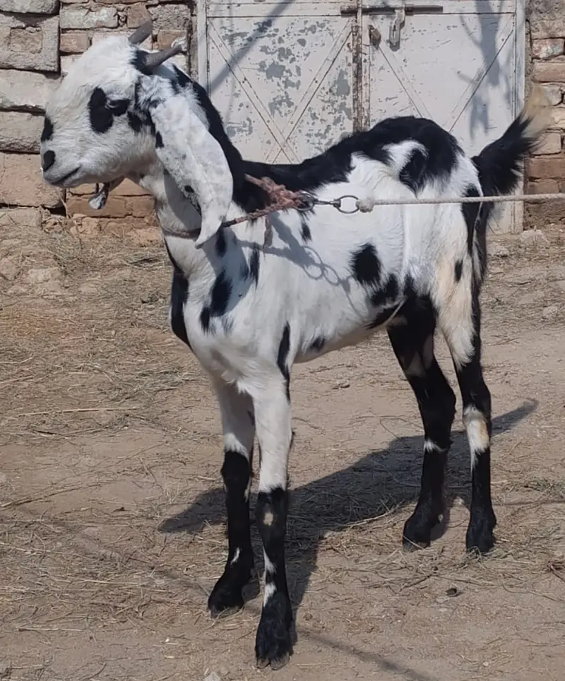 Desi Bakri for sale in wah cantt — photo 3