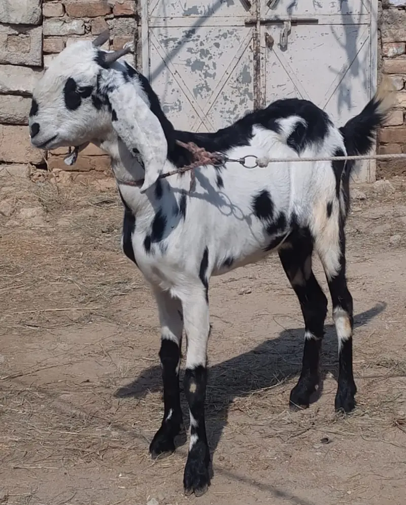 Desi Bakri for sale in wah cantt — photo 4