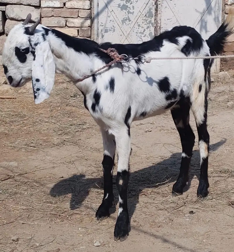 Desi Bakri for sale in wah cantt — photo 5