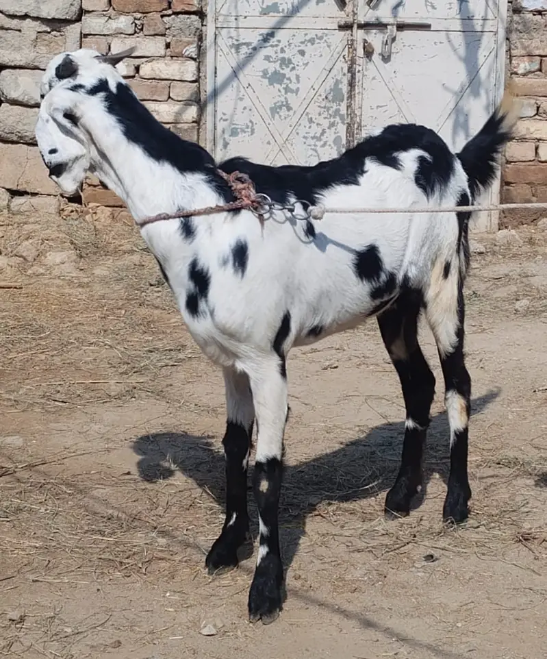 Desi Bakri for sale in wah cantt — photo 6