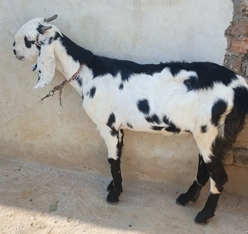 Desi Bakri for sale in wah cantt — photo 7