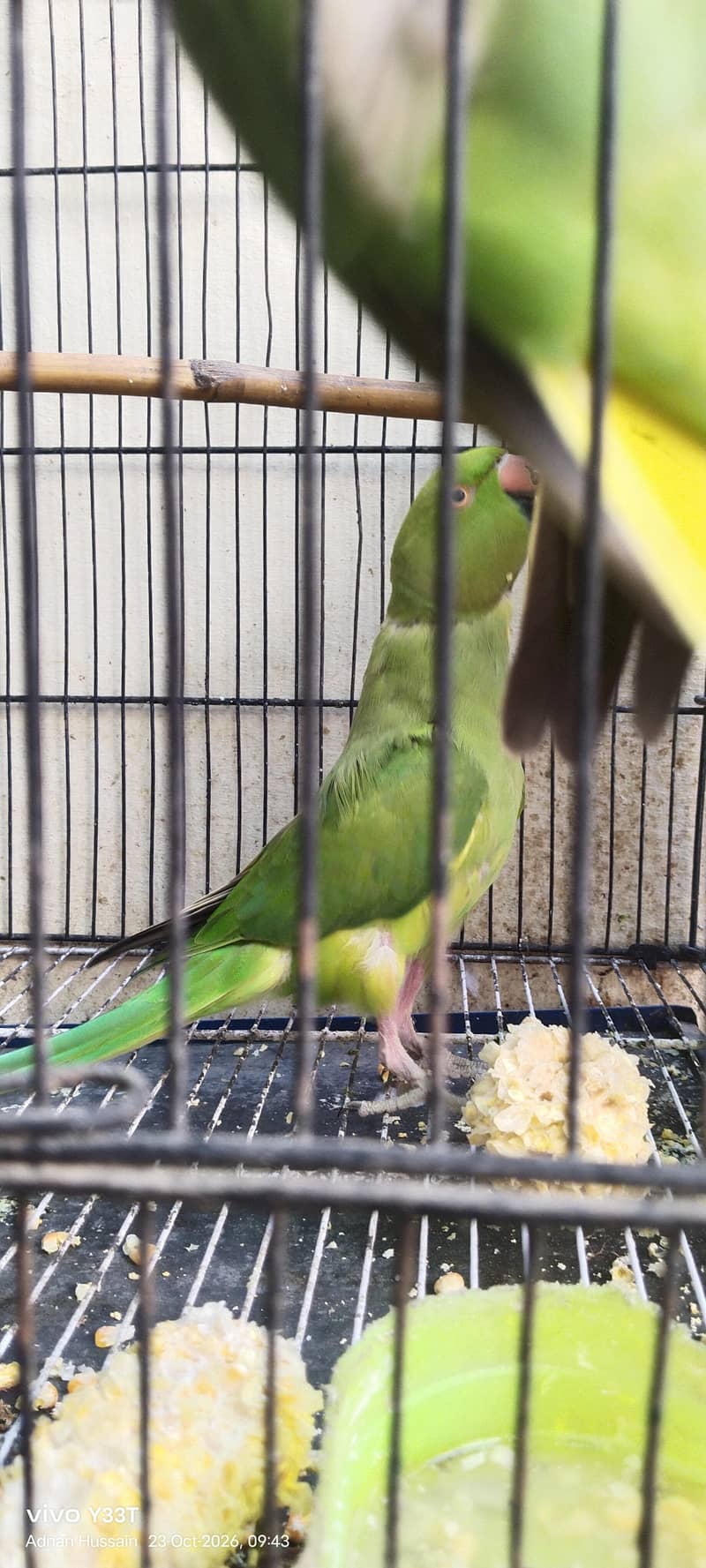 طوطا مینا جوڑا فار سیل 2