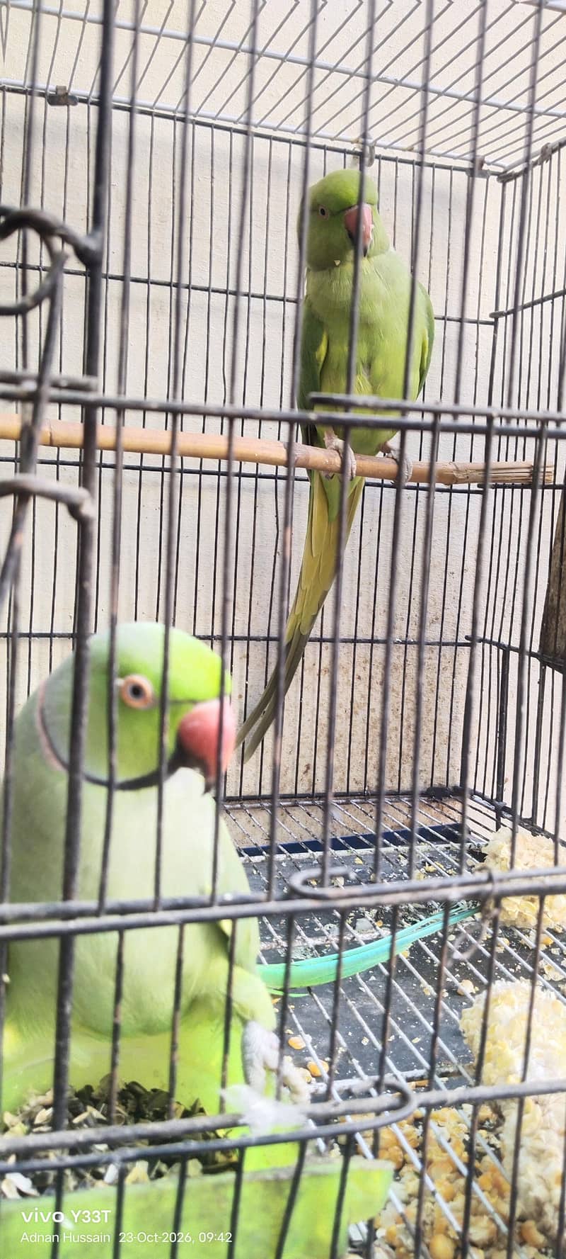 طوطا مینا جوڑا فار سیل 4