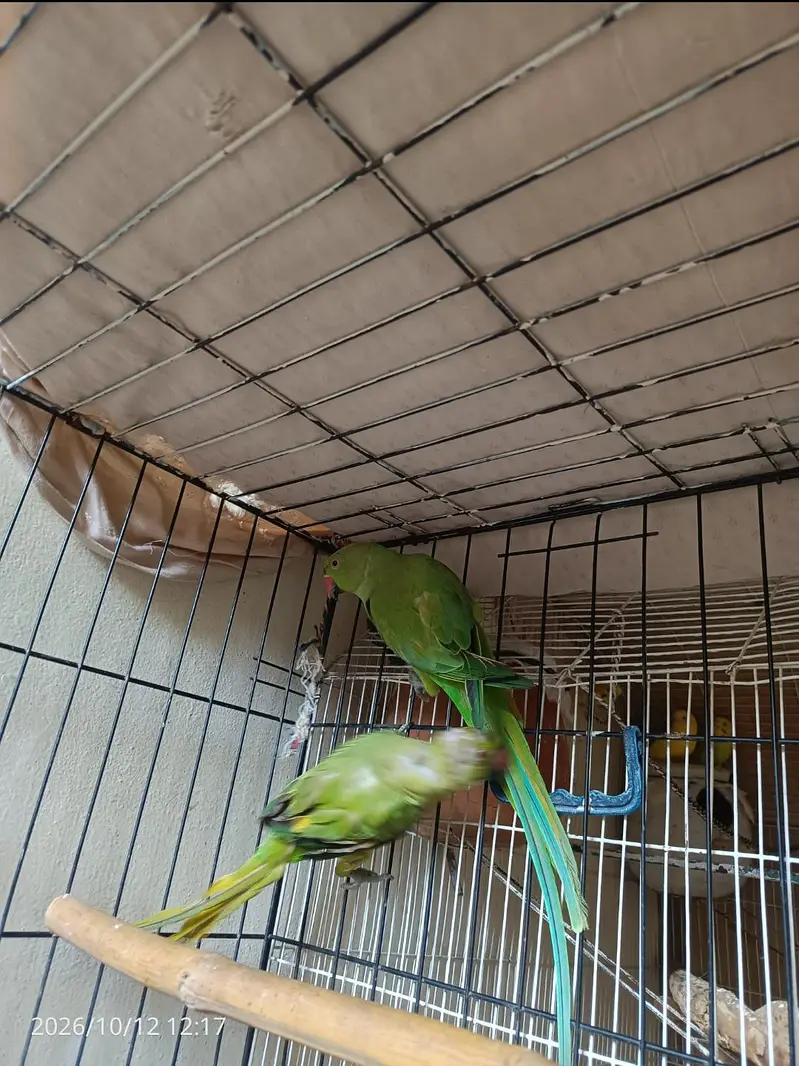 green parrot breeder pair, read description. — photo 2