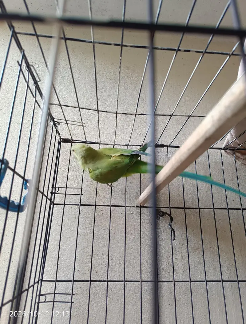 green parrot breeder pair, read description. — photo 3