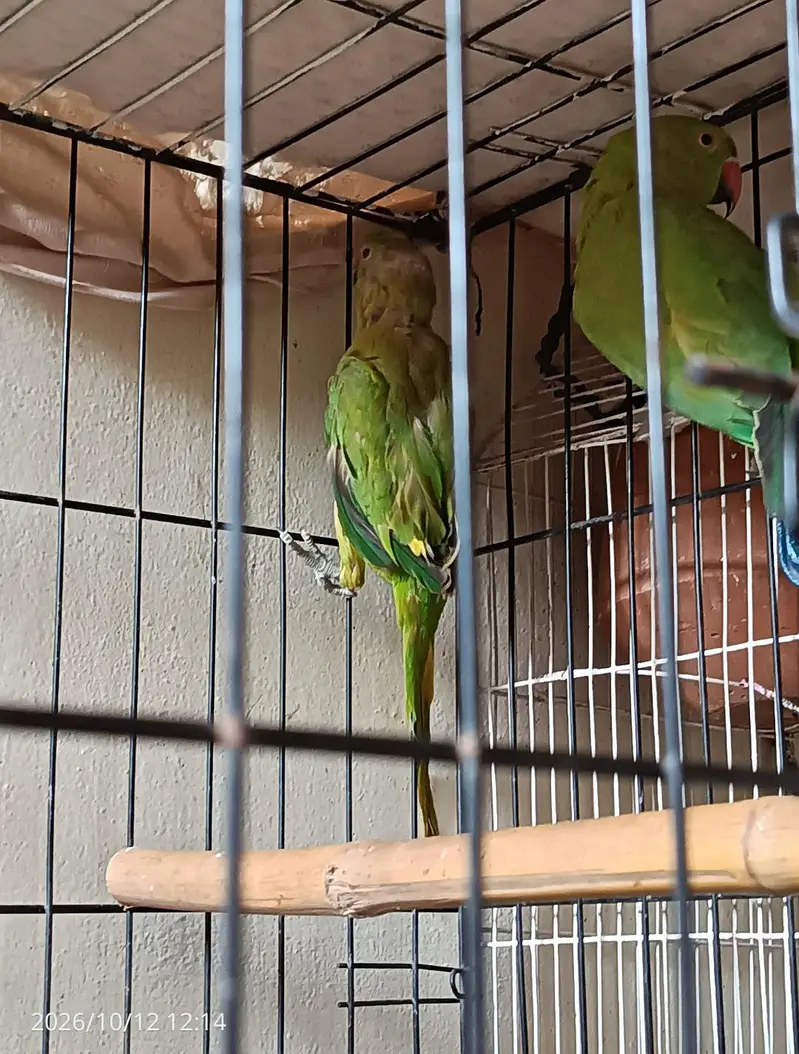 green parrot breeder pair, read description. — photo 4