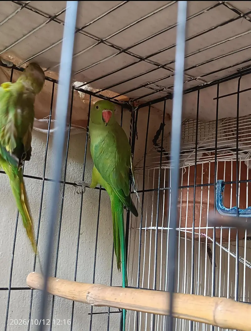 green parrot breeder pair, read description. — photo 5