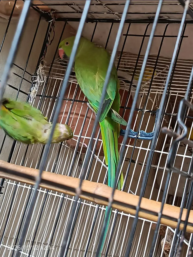 green parrot breeder pair, read description. — photo 6