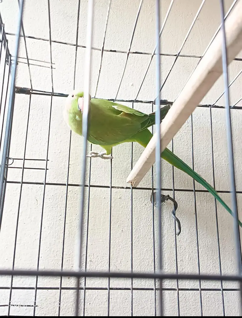green parrot breeder pair, read description. — photo 7
