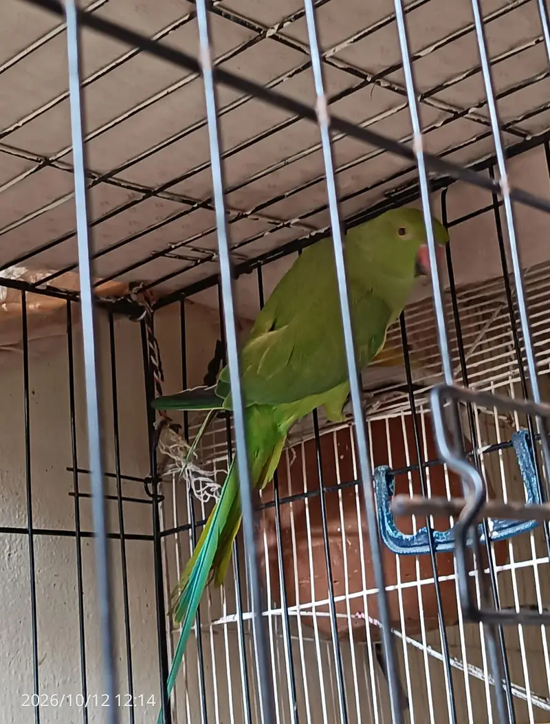 green parrot breeder pair, read description. — photo 8