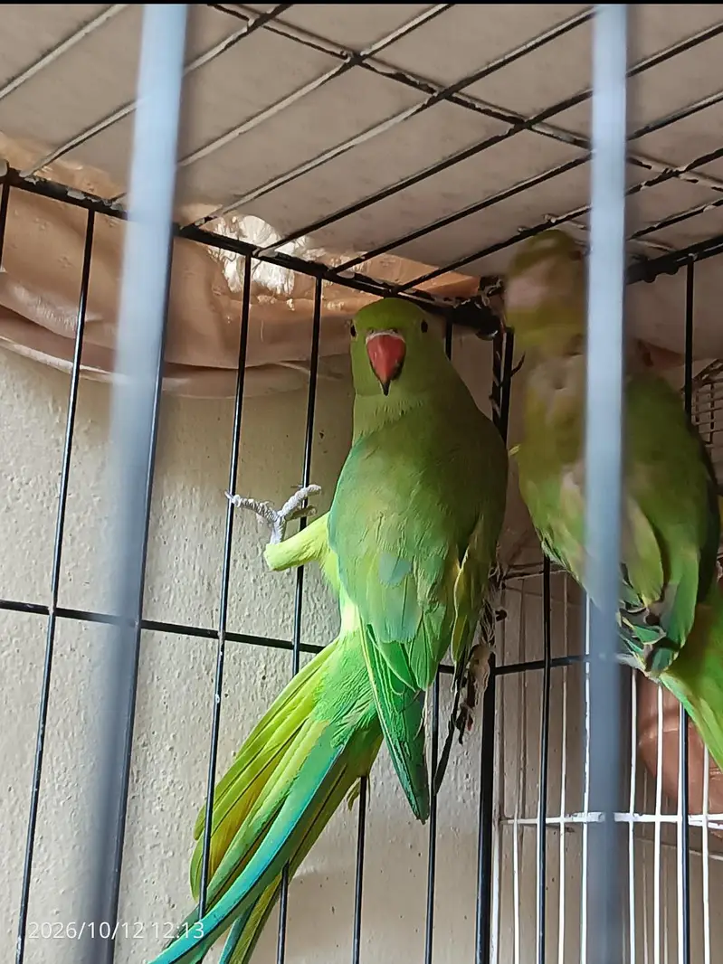 green parrot breeder pair, read description. — photo 9