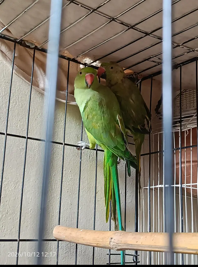 green parrot breeder pair, read description. — photo 10