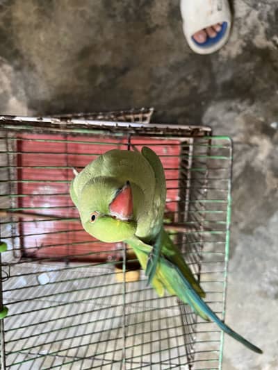 Parrot