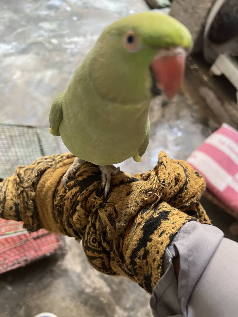 Parrot 1