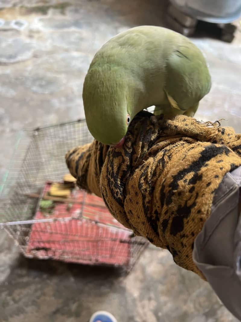 Parrot 2