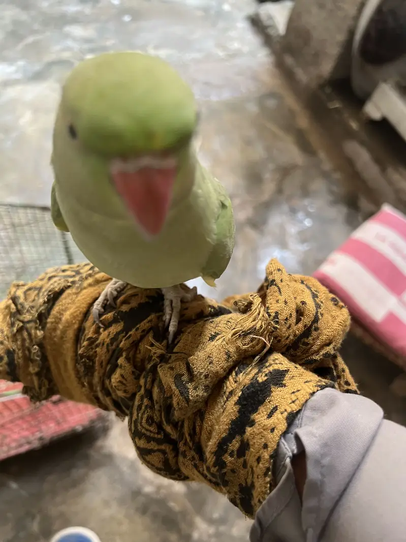 Parrot — photo 4