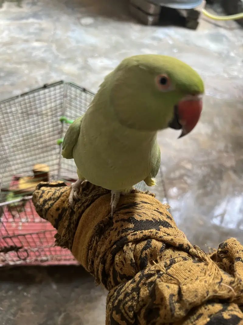 Parrot — photo 5
