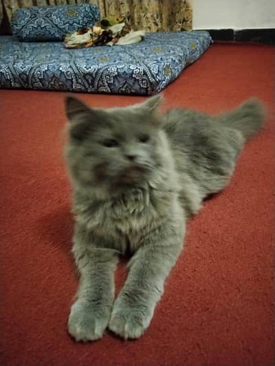 persion grey cat