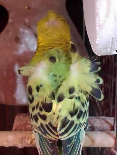 homoromo budgies