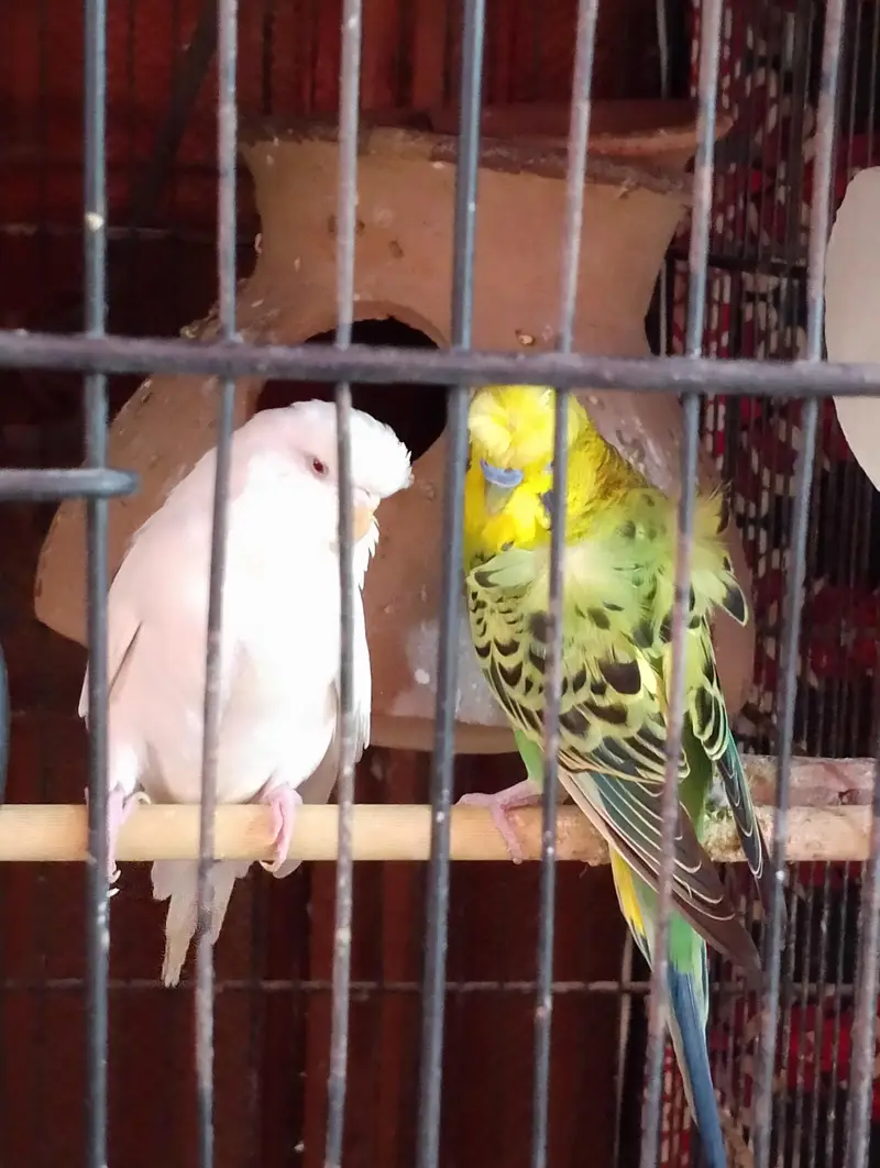 homoromo budgies — photo 2