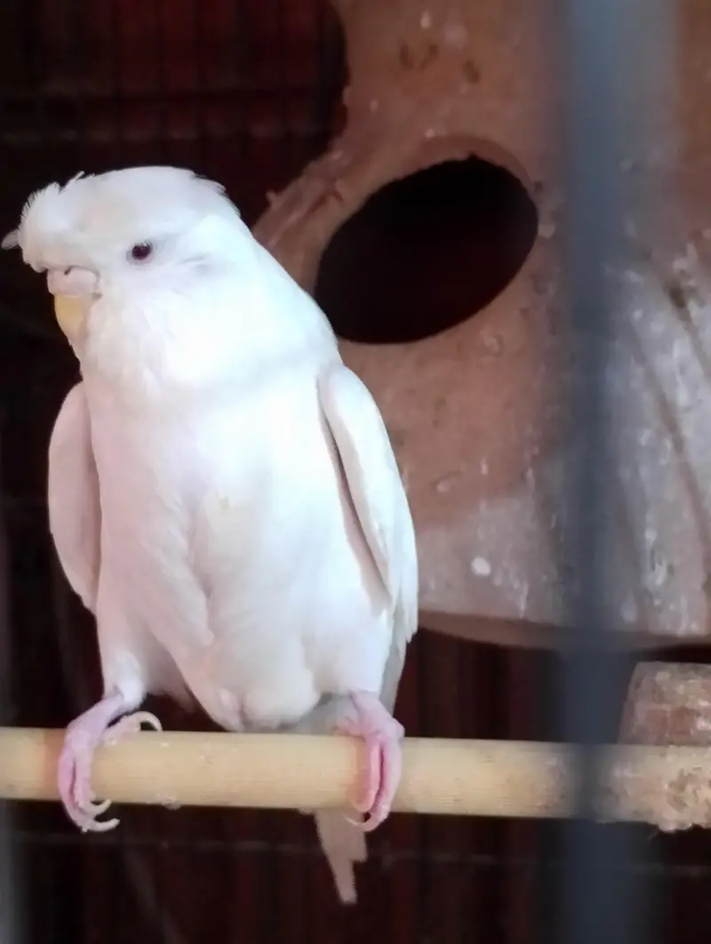 homoromo budgies — photo 3