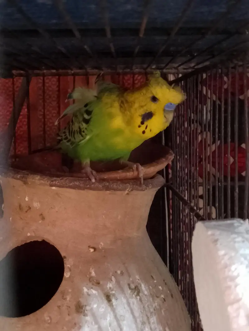 homoromo budgies — photo 4
