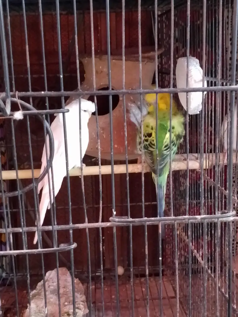 homoromo budgies — photo 6