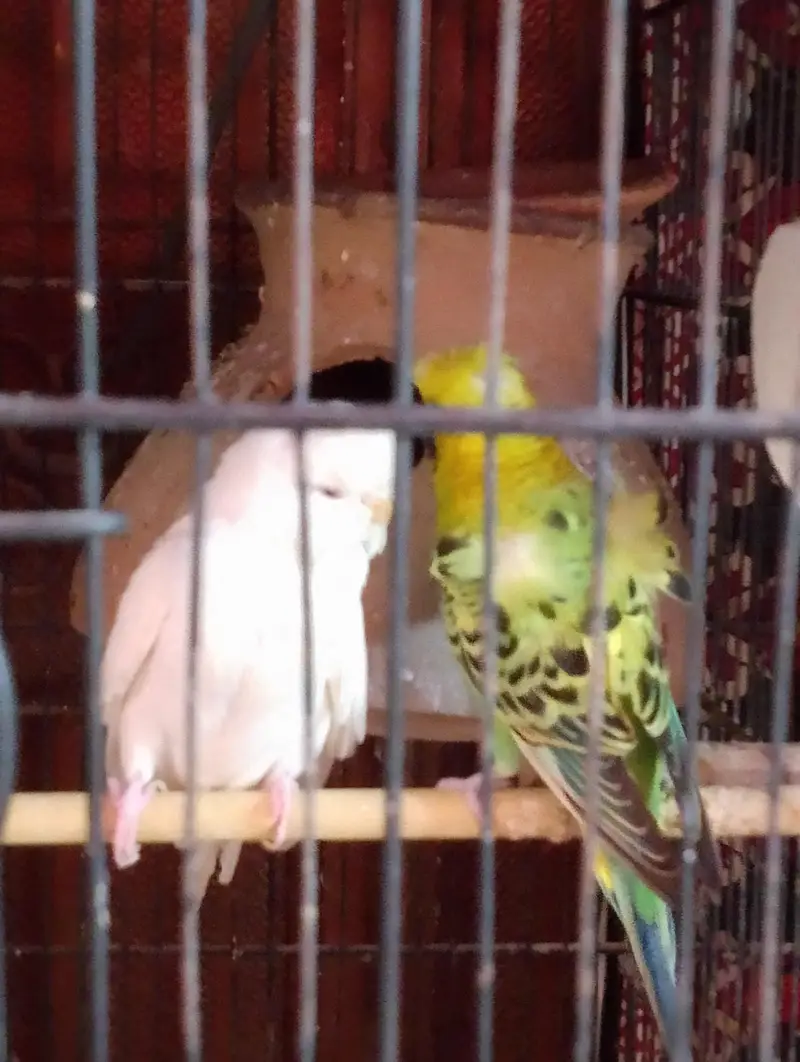 homoromo budgies — photo 7