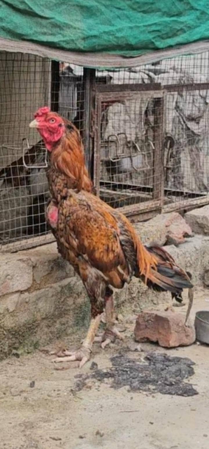 aseel patha 3kilo 0