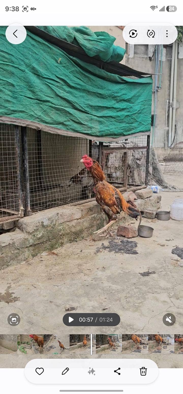 aseel patha 3kilo 1