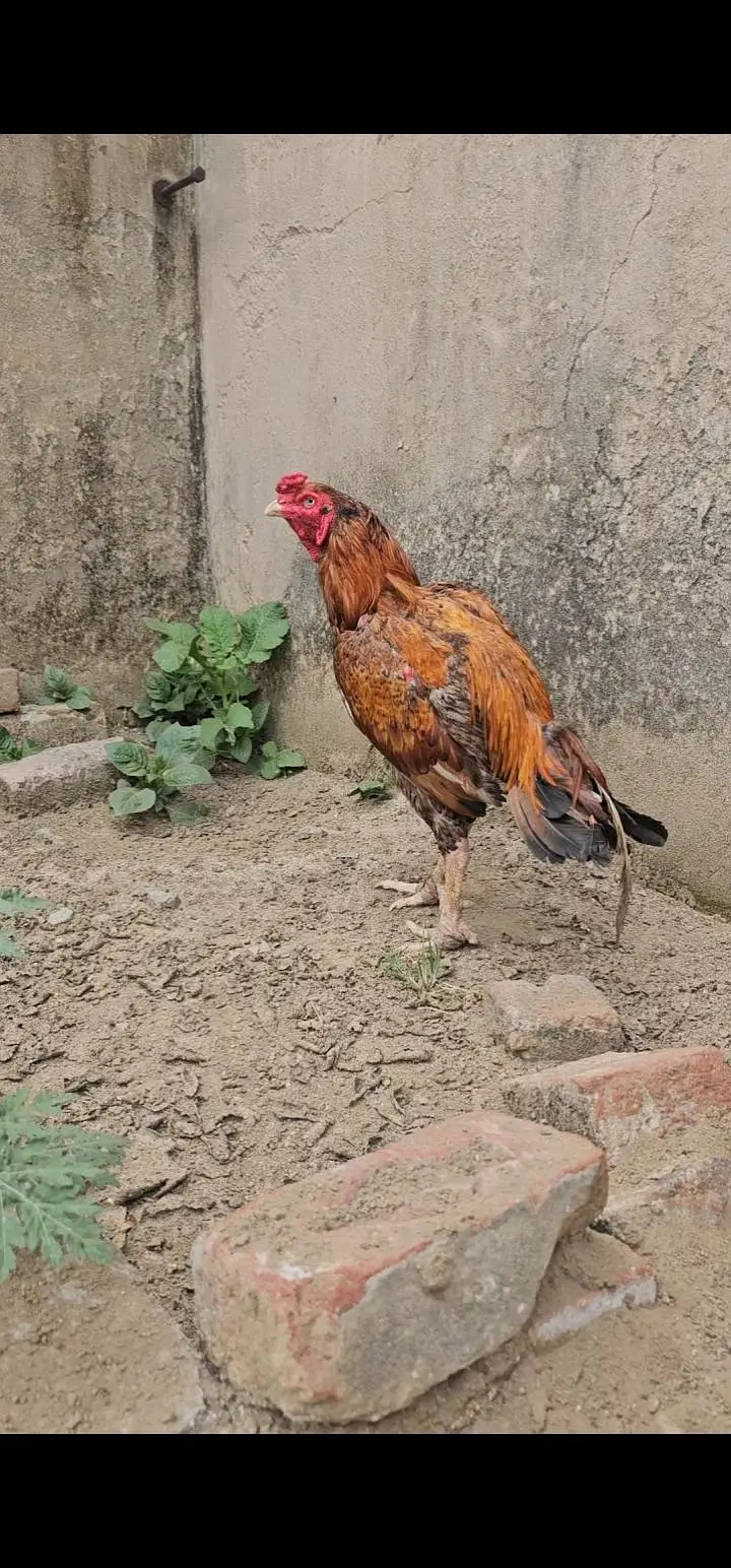 aseel patha 3kilo — photo 3