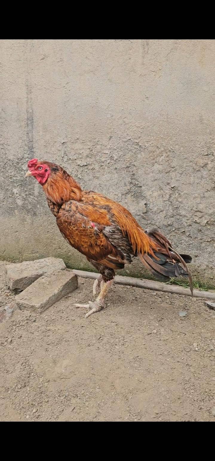 aseel patha 3kilo 3