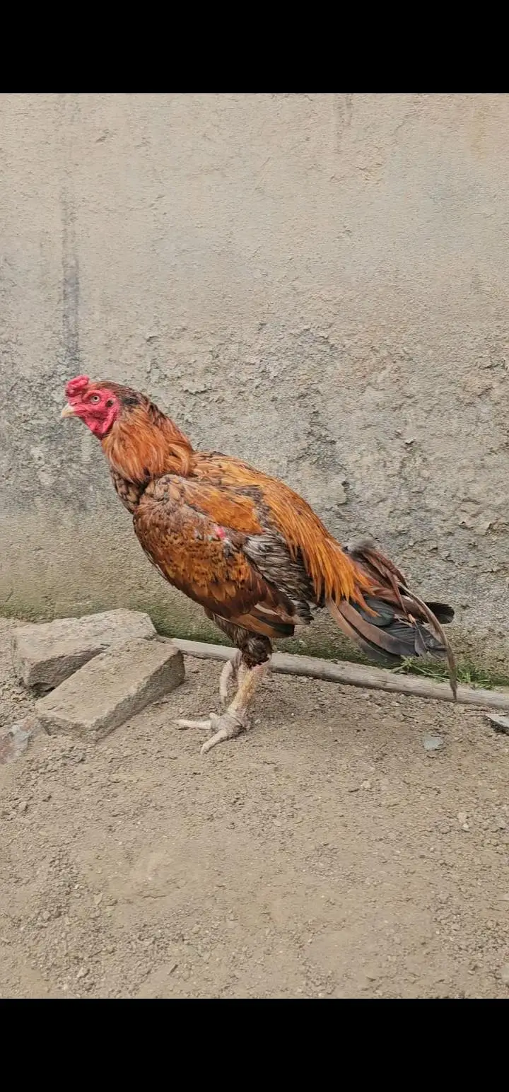 aseel patha 3kilo — photo 4